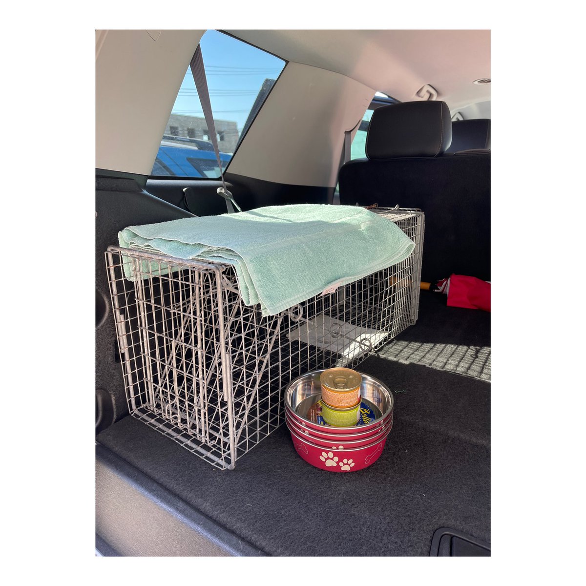 Animal rescue missions don’t stop just because I’m away from home... 
 🙏🏻🐱🙌🏻 Thank you @turksandcaicosspca for your help and all you do. Amore and her kittens will have a happy life ♥️ 
#AnimalRescue #TurksAndCaicos #TCSPCA #ASPCA #ARM 💪🏻