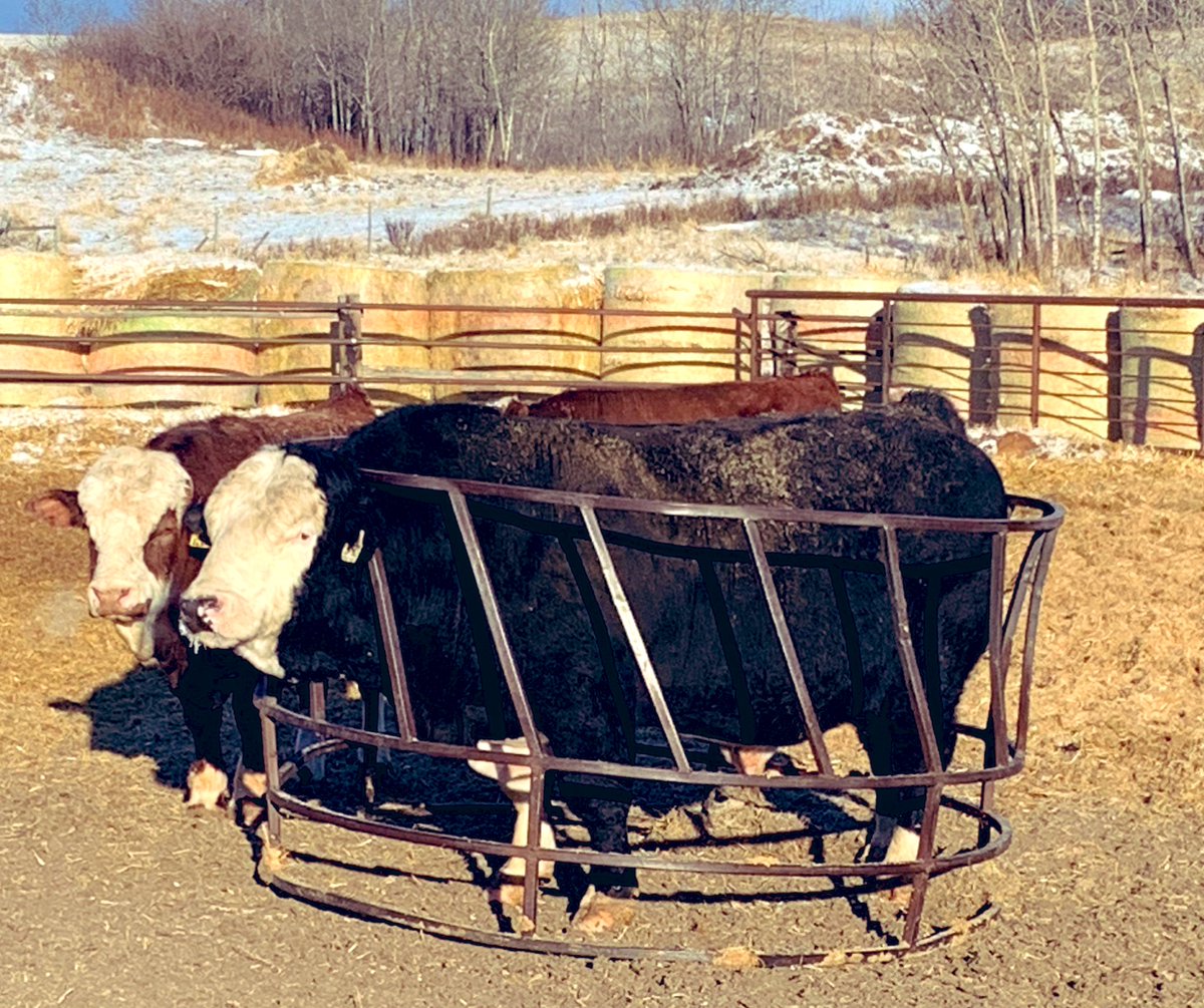 clayace's tweet photo. As you can see this thiccc fuck, as long as his head is sticking out, fits end to end in feeder. He will learn to live like this and hopefully breed this spring. He is “the bull in the iron cage.”  Godspeed you brainless asshole! #ranchlife #agriculture https://t.co/EO7THqoHah
