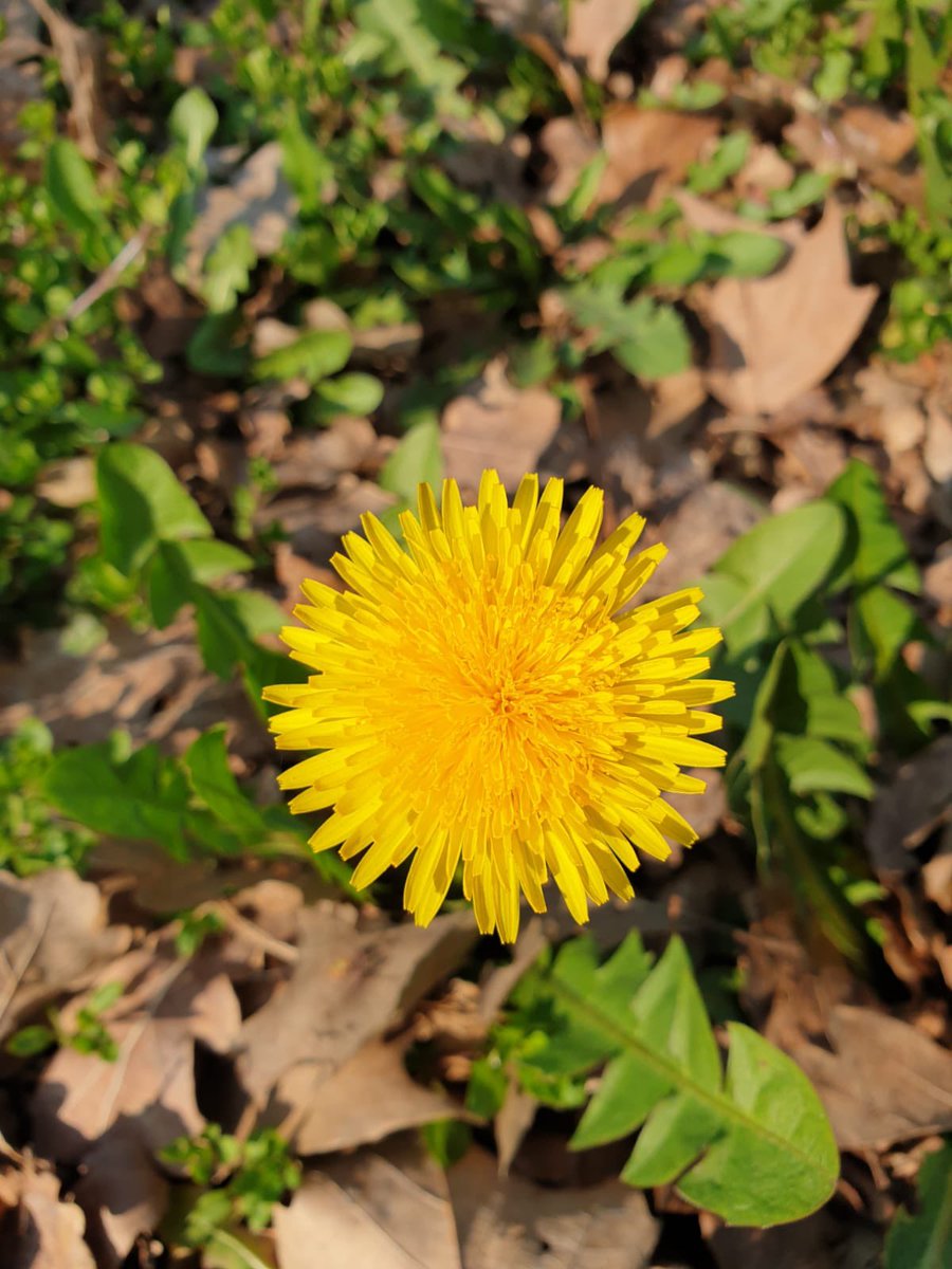 #Losapeviche i tipici fiori gialli del #Tarassaco che invadono i nostri prati si aprono di giorno e si chiudono con il calar della sera?!maturando, questi comunissimi fiori gialli, si trasformano nelle ancor più note sfere bianche, conosciute da grandi e piccini come #soffioni.