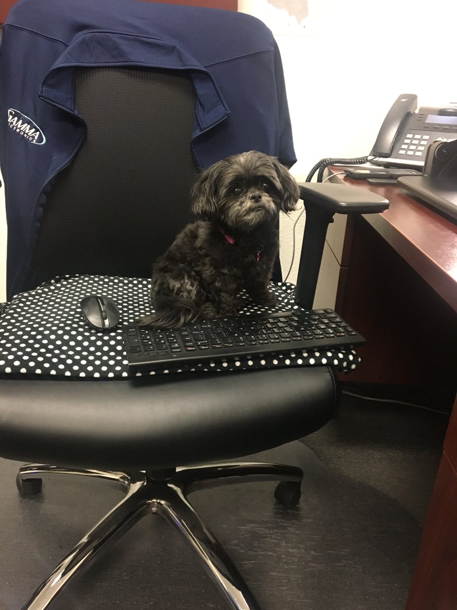 GammaShrinkTube's tweet photo. Happy #NationalPuppyDay. We'd like to recognize our newest office assistant for constantly improving her typing skills and being a great addition to the team. #gammaelectronics #PuppyDay #anotherdayattheoffice #puppylife #newteammember https://t.co/bQP5xDJQx6