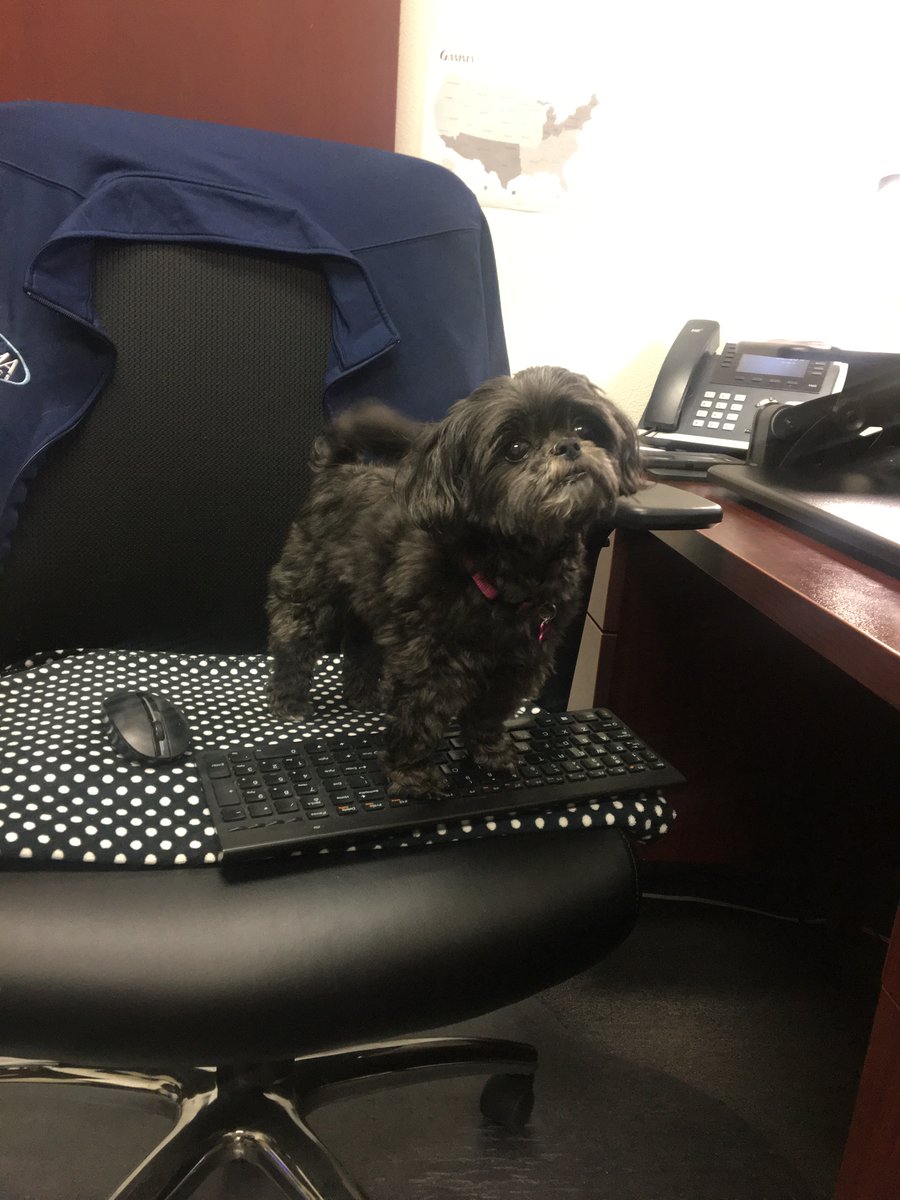 GammaShrinkTube's tweet photo. Happy #NationalPuppyDay. We'd like to recognize our newest office assistant for constantly improving her typing skills and being a great addition to the team. #gammaelectronics #PuppyDay #anotherdayattheoffice #puppylife #newteammember https://t.co/bQP5xDJQx6