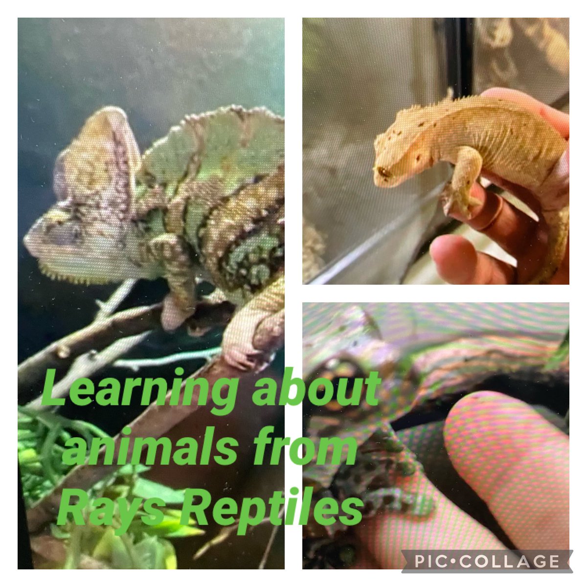 Bridget Moreira (@bridgetmoreira) on Twitter photo Gr2 Sās learning about all kinds of animals. ā¦@ocsbVirtualā© ā¦<a href="/StMaryOCSB/">St. Mary School</a>ā© thanks Rays Reptiles Gr2 Sās learning about all kinds of animals. ā¦@ocsbVirtualā© ā¦<a href="/StMaryOCSB/">St. Mary School</a>ā© thanks Rays Reptiles