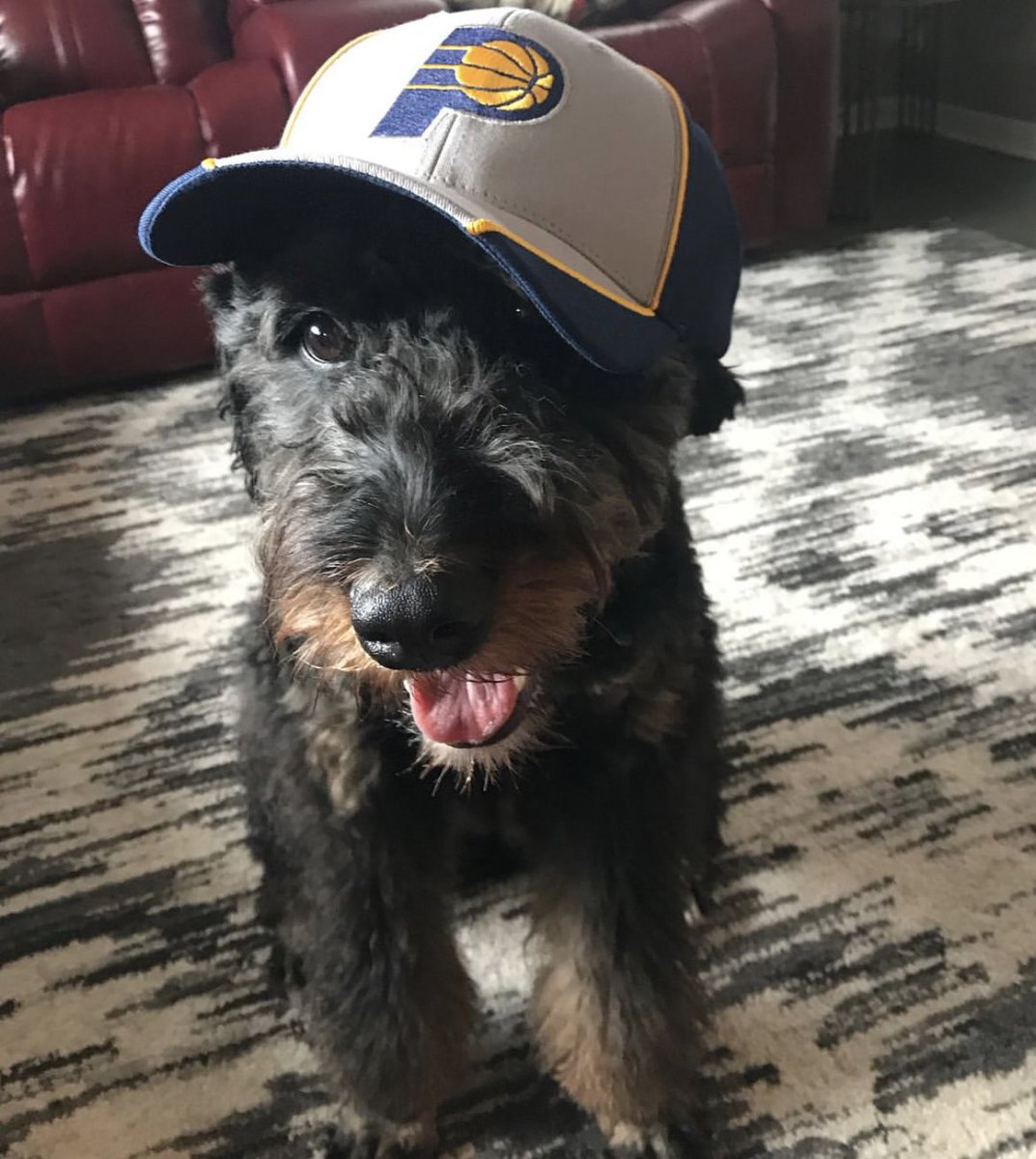 growngage's tweet photo. @Pacers This is from the #ReadySetGold event a few years back! Moka found the bag all by herself! 😆 https://t.co/5YGfs1Lw6Y