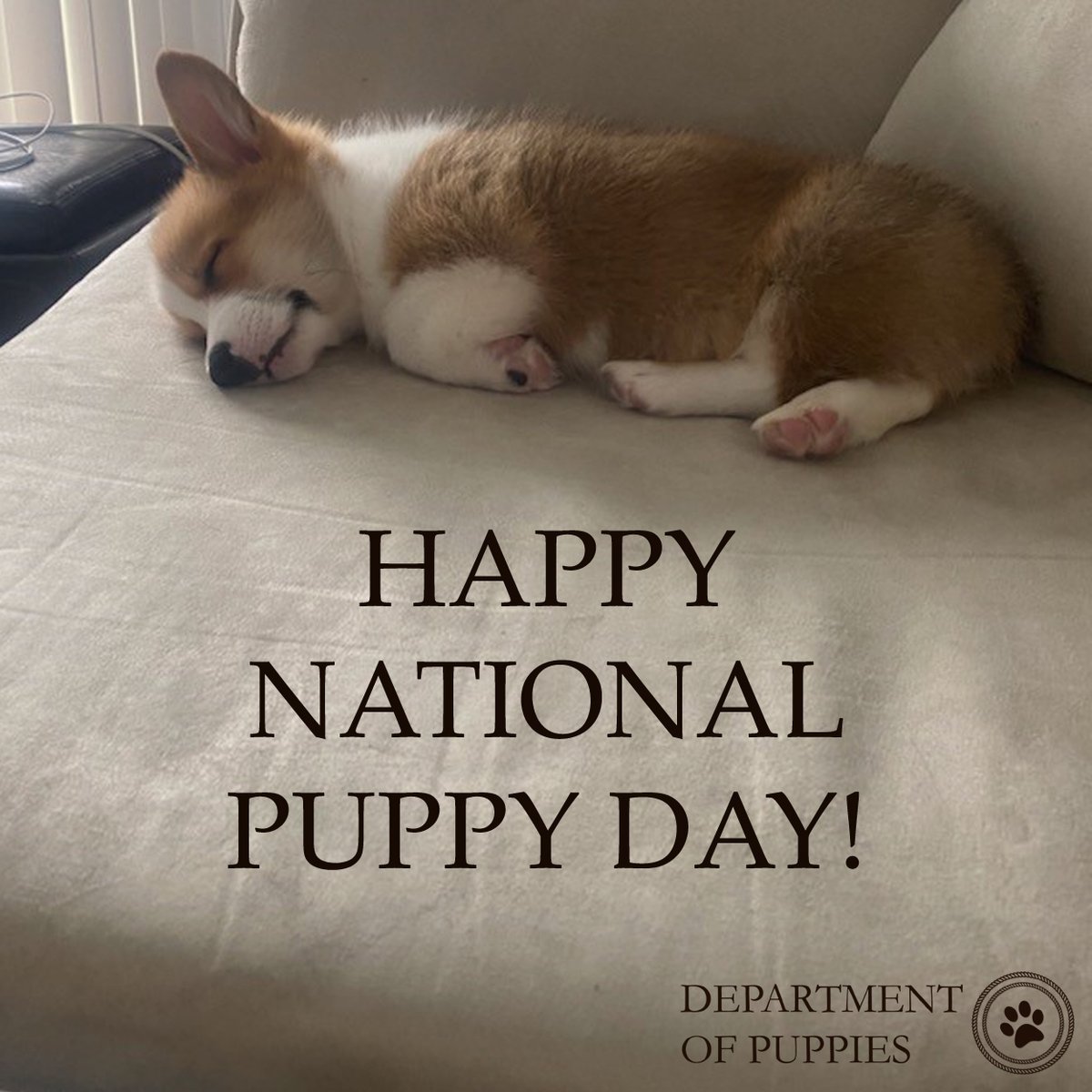 deptofpuppies's tweet photo. Happy #NationalPuppyDay! Wishing #puppies of all ages a very pawsome day, from our pack to yours! 
Please note today is a statutory pawliday &amp; our pawffices are closed. Regular service hours resume tomorrow. For emergencies, call the pawlice K9 unit. #puppy #puppylove #puppylife https://t.co/9XfhZuYal2