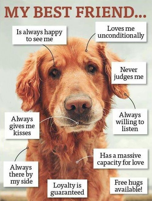 elsiedavishea's tweet photo. #NationalPuppyDay 
If you love dogs and books, be sure to check out DEFENDING DAKOTA, part of the Gold Coast Retrievers series at Sweet Promise Press. 15 books in all to share the love!
https://t.co/h5M0UThSkR https://t.co/DebprBpmco