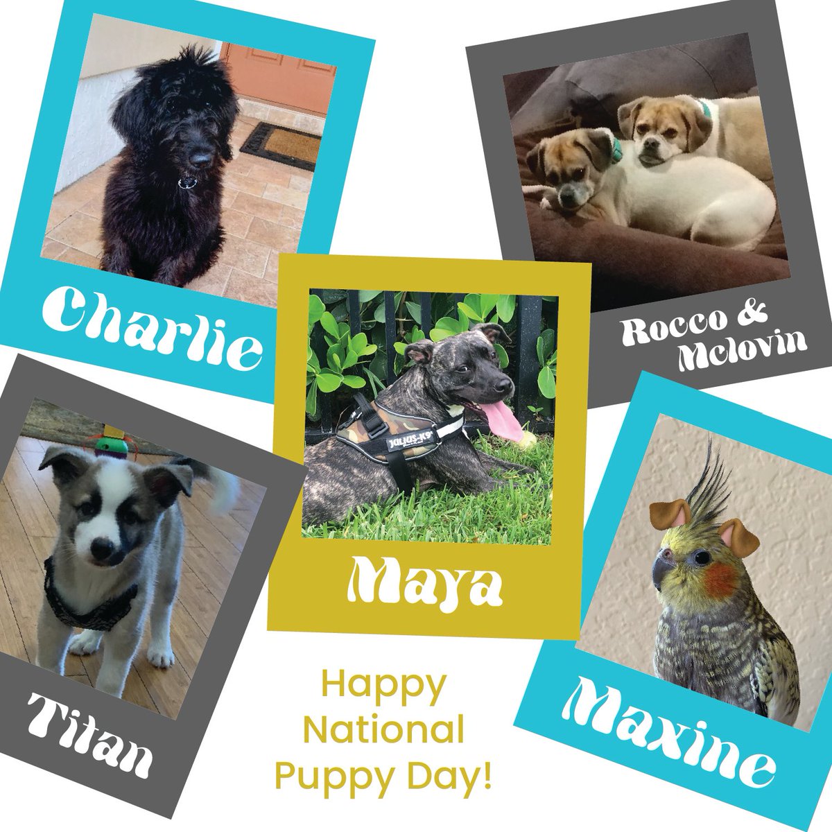 bmgcreative's tweet photo. Spot the imposter 👀 Happy National Puppy Day!

#BMGCreative #NationalPuppyDay #socialmedia #socialmediamarketing #socialmedianews #instagramadvertising #instagrammarketing #DigitalMarketingAgency #socialmediafun https://t.co/tAVDW2LCJl