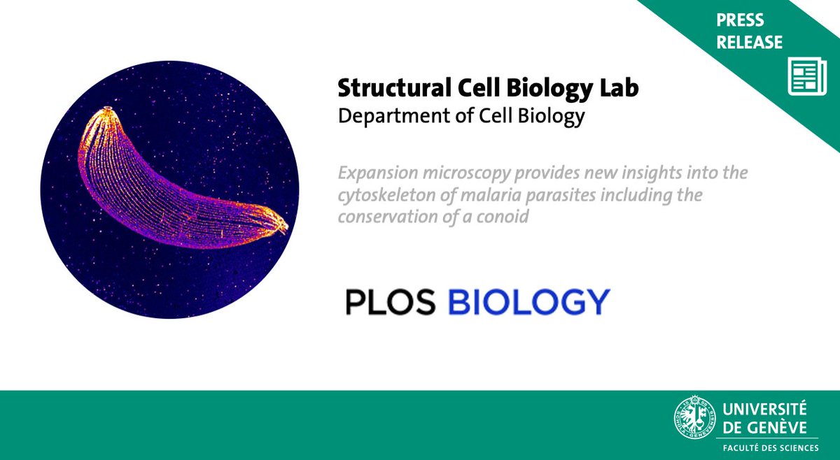 sciences_UNIGE's tweet photo. The #conoid, a vestigial form of an organelle initially thought to be absent in the #malaria #parasite, could actually play a role in the #host invasion.
New research from @CentrioleLab and @BrochetLab out on @PLOSBiology.
For more info ππ» https://t.co/9pP7YjDK9o https://t.co/ilWrL0RIqm