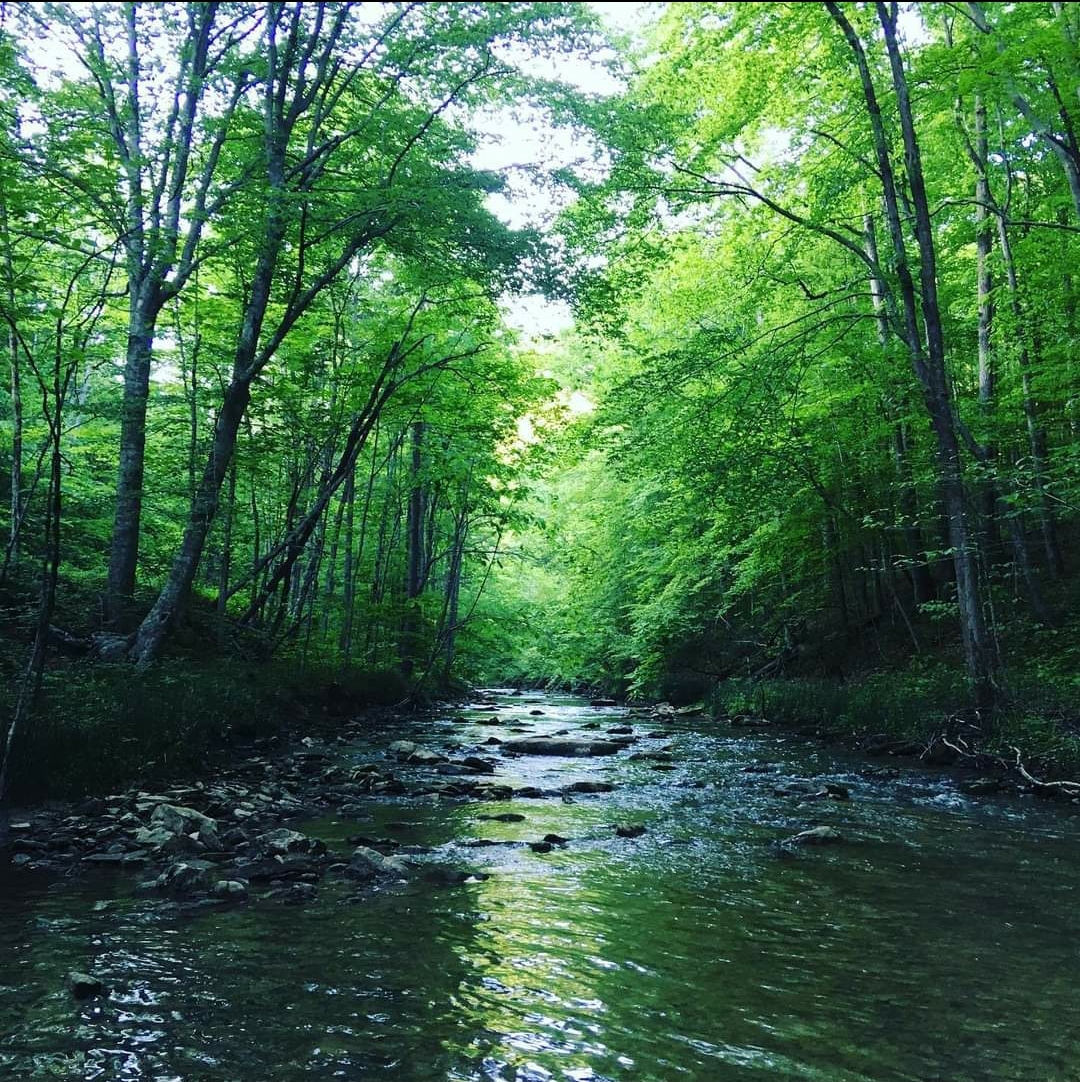 BLConservancy tweet media