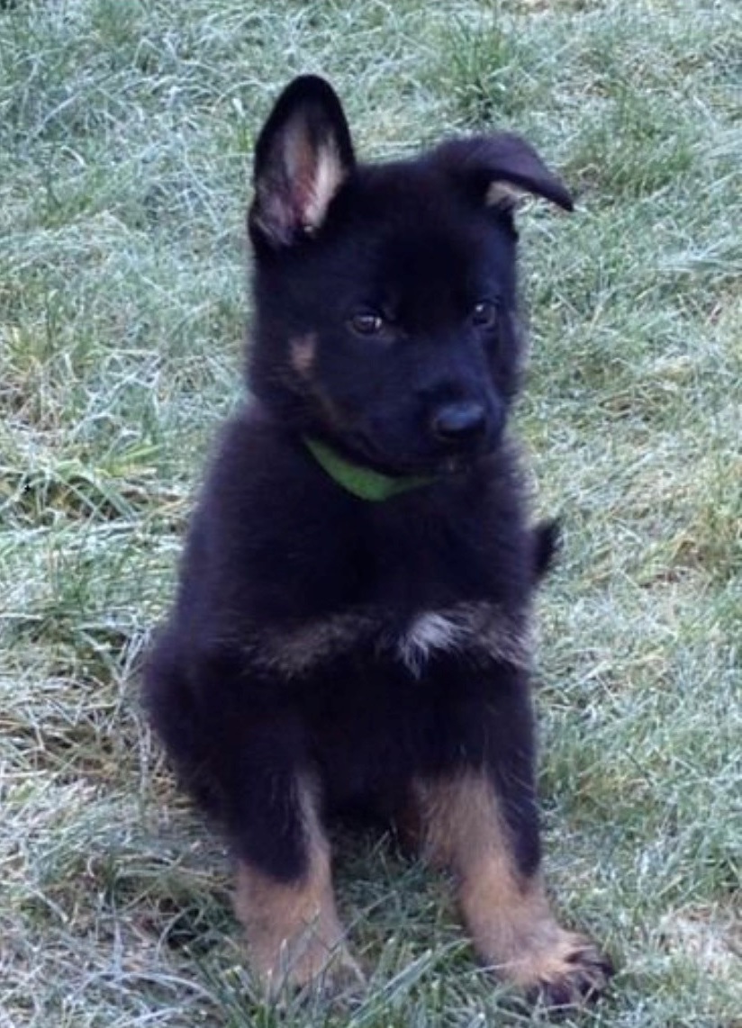 RentonpdWA's tweet photo. It's National Puppy Day! K9 Odin and K9 Titan aren't puppies anymore but they sure were cute back then! Share your puppy photos! #nationalpuppyday #rentonpdk9s #rentonpd #k9odin #k9titan https://t.co/5YQfvvIO5D