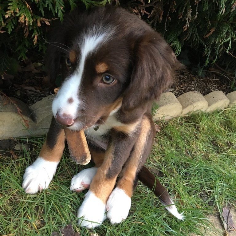 #NationalPuppyDay 😍