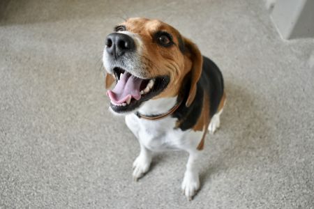 adopt_a_dog_bot's tweet photo. Copper is a dynamic bloke, who can be found near Disputanta, VA! Copper is a Beagle mix, who loves pretty much everyone!! #Beagle #mixedbreed #mutt #dogsoftwitter #rescue #adopt #dog #Disputanta #Virginia #VA https://t.co/Cjw84VOZlD https://t.co/AO6g7bvTmF