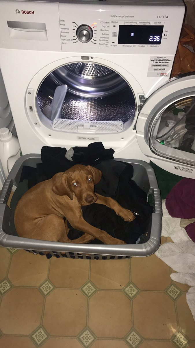 EmmaaNearyy's tweet photo. #NationalPuppyDay 🐶 Ozzy wanted his turn in the dyer 😂 https://t.co/jMRs8yXadP
