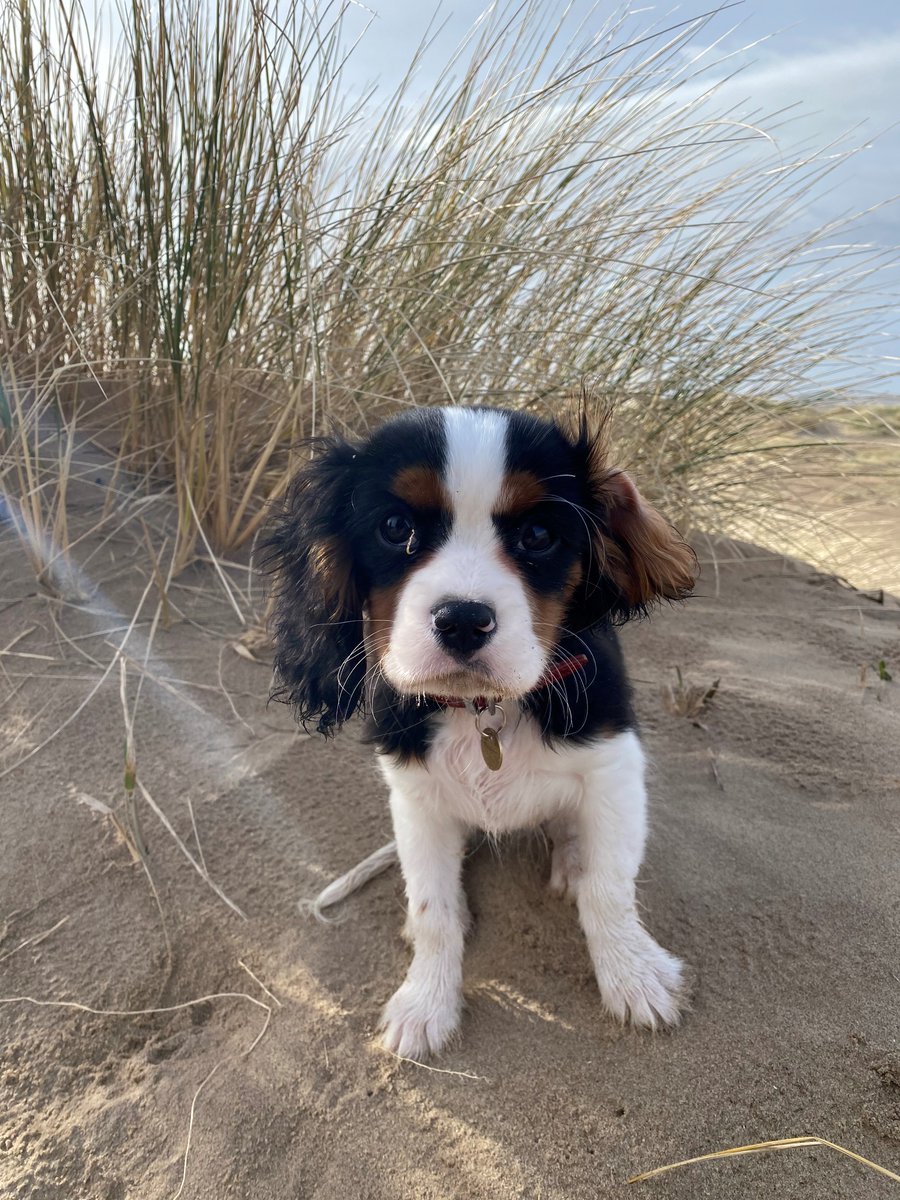 Chris Brett tweet media