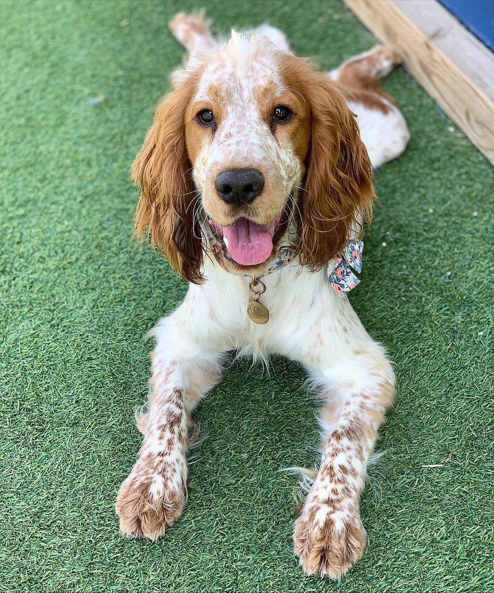 atlantapetlife's tweet photo. A little tongue out in the park never hurt anyone. 🤣 Happy #TOT to all of our ATL furriends!
🐶 Ellie
#atlantapetlife #dogist #atlpets #furendly #atlantapets #atlantadogs #dogfeature #pupsofig #puppiesofinsta #instapup #weratedogs #dailybarker #bestwoof #dogfeatures https://t.co/C1E4ApCApR