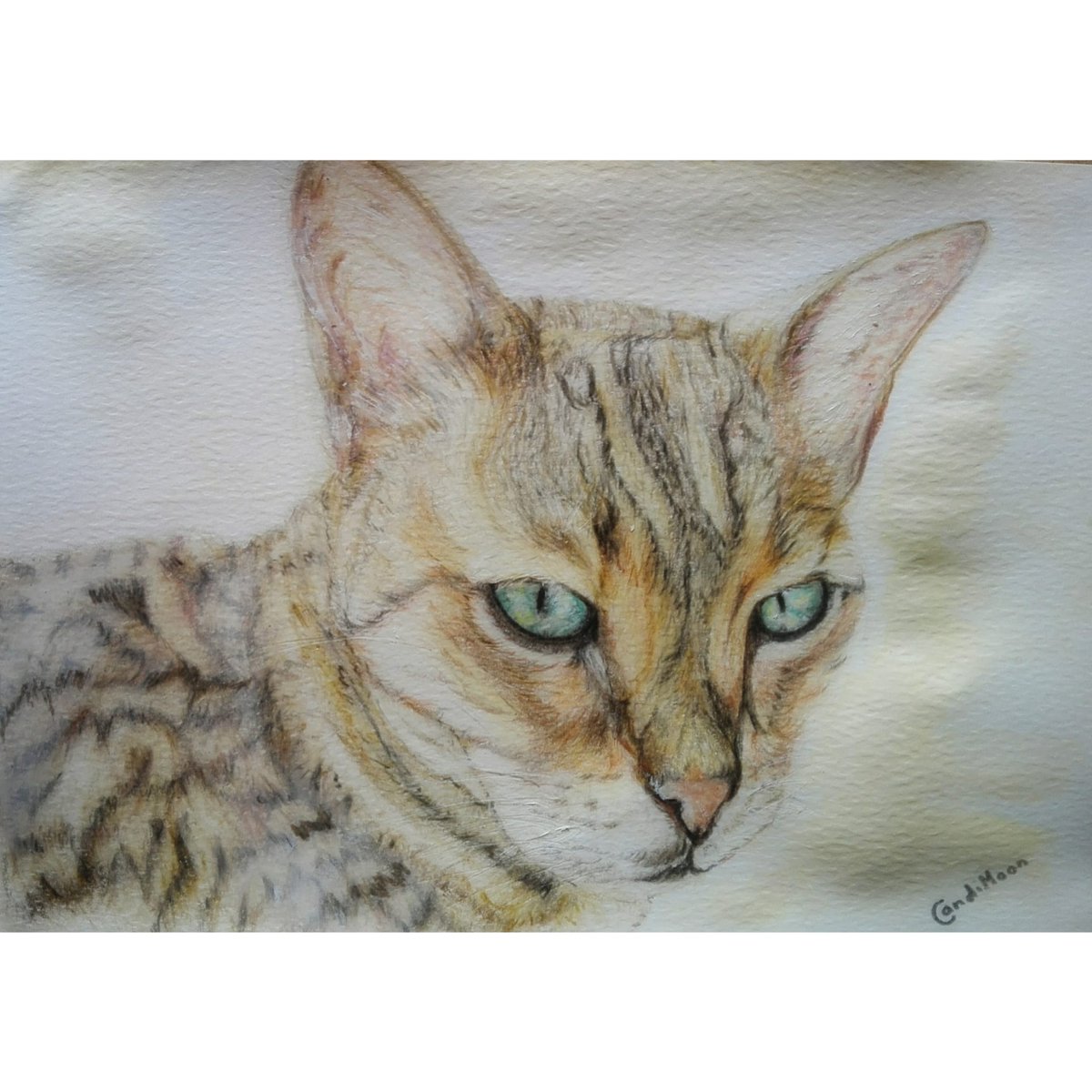 candimoonart's tweet photo. Galaxy the bengal cat. She was one of the first bengals in South Africa. This portrait was created in memory of her. So pleased to see how it's come out 😁 https://t.co/nkVoHGfpe7