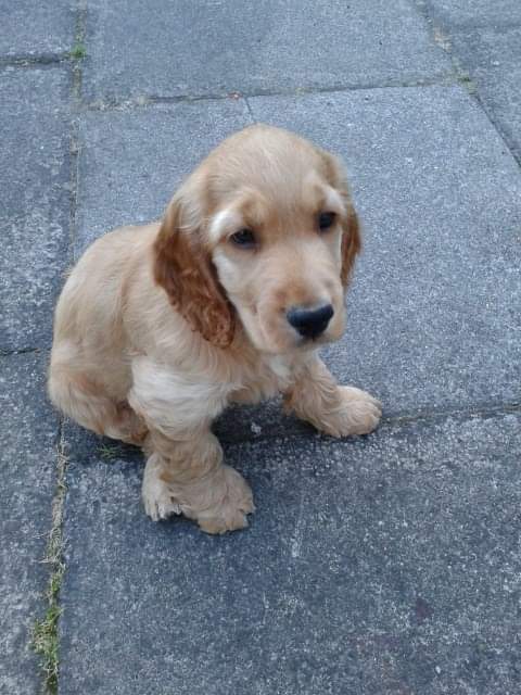 423Fiona's tweet photo. As it's #NationalPuppyDay, here's a throwback to when our handsome boy joined the family x https://t.co/fU4QgOIZTn