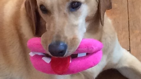 Thedooup's tweet photo. Scoop the Poop with Ease and Grace: Getting a new dog or puppy? https://t.co/SiNyewznbg https://t.co/LZDQJZ8mVj