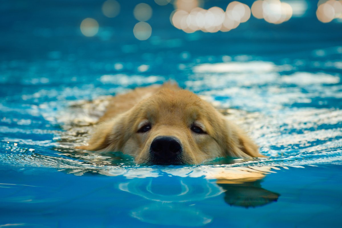 thepoolcraftco's tweet photo. What's better than a #PoolCraft pool? 
A puppy in a Pool Craft pool. 

Happy #NationalPuppyDay to our clients and their beloved fur friends. 

#PoolCraft #Swimming #BenefitsOfSwimming #LuxuryPools #NewPool #SummerPool https://t.co/eTQyEFlCBp