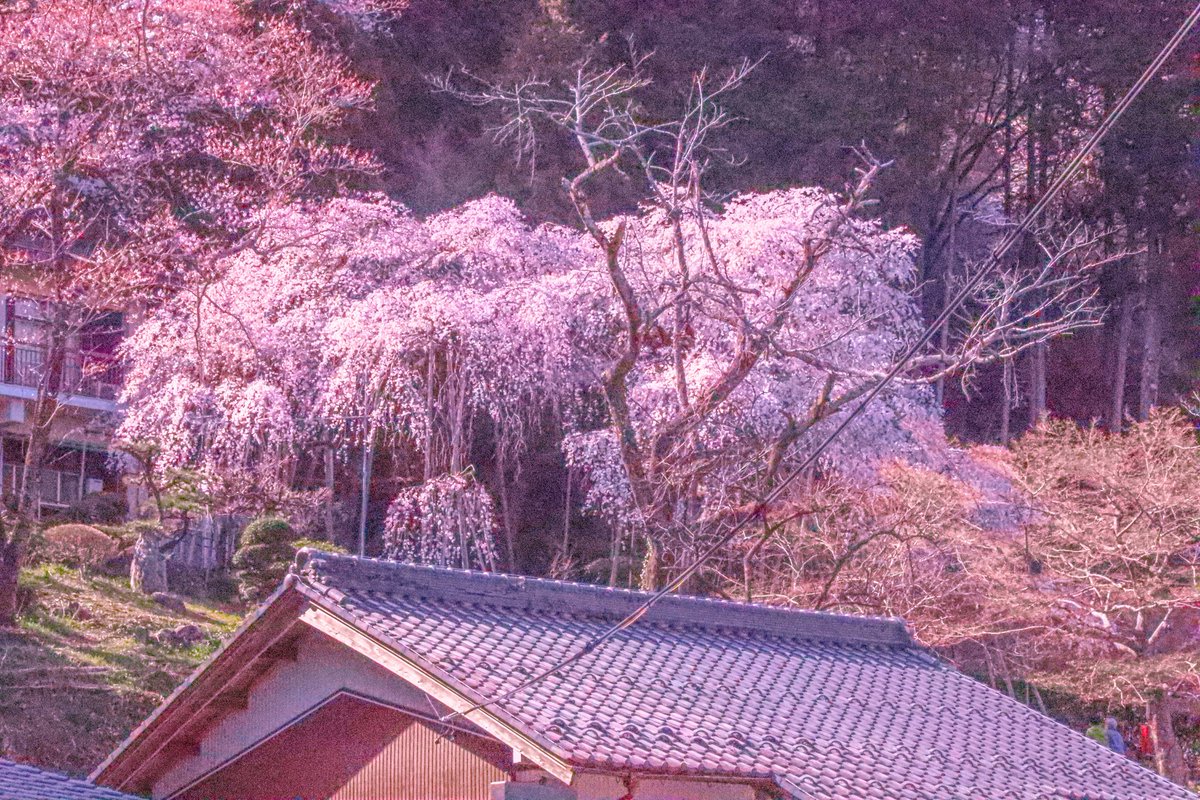 霞間ヶ渓の桜 霞間ヶ渓の桜