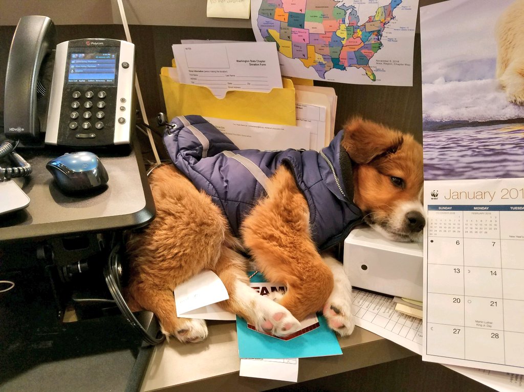 Darrelthedoge 🏒🛹⚾️ tweet media