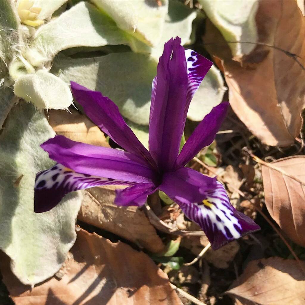 SunMoonLake99's tweet photo. Segundo! (Iris reticulata) https://t.co/ez3xEHE5Yj https://t.co/hvbazpxnTC