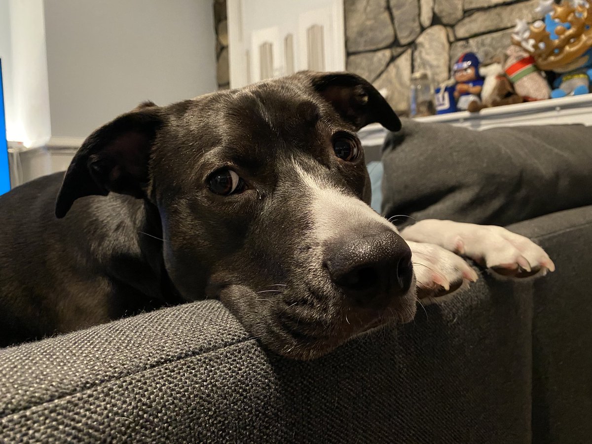 silverlauraa's tweet photo. @dog_rates https://t.co/rzU0uAgV4X