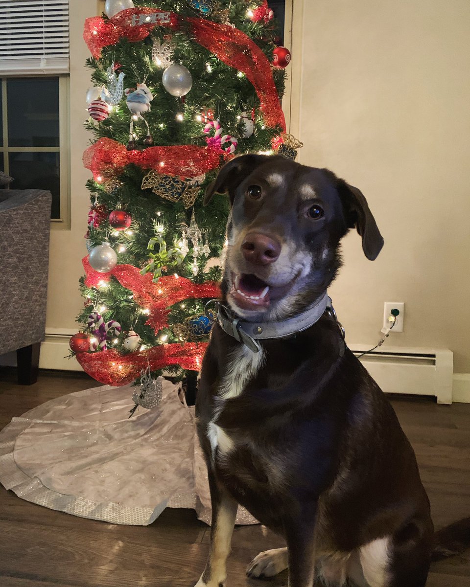 brooklyn23renae's tweet photo. @dog_rates This is Millie 💕 https://t.co/MrkToIxvrU