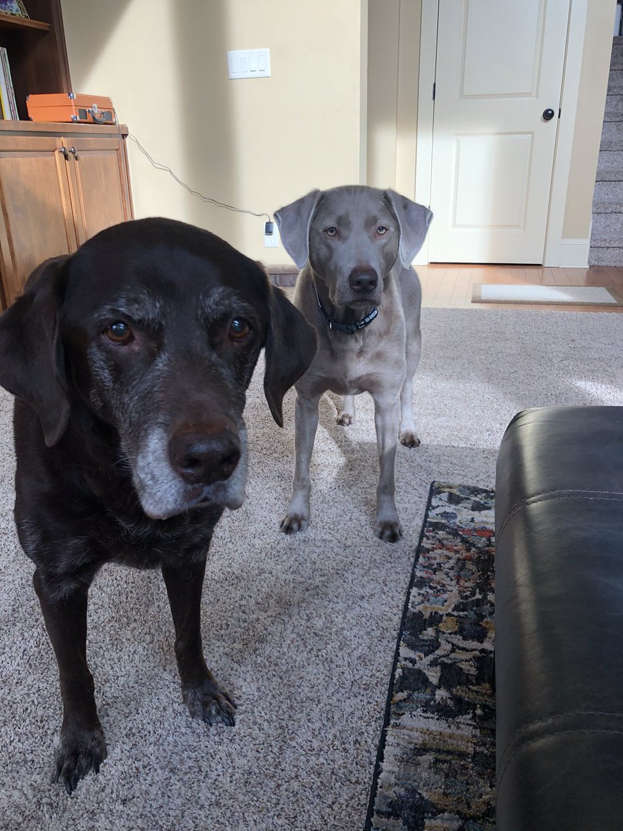 ginisalty's tweet photo. @dog_rates 12, and 3. My best puppers! https://t.co/Ah9FeSYREE