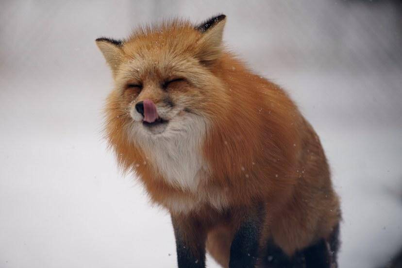 bearizona's tweet photo. Happy #tongueouttuesday from Cassidy, Stitch didn't want to be a part of it this week though. 🤷🏼‍♀️🦊 (📷 sco.t.jay on instagram) #bearizona #bearizonawildlifepark #bzwild #redfox #dramaticstare #snow https://t.co/98D63b0O5b