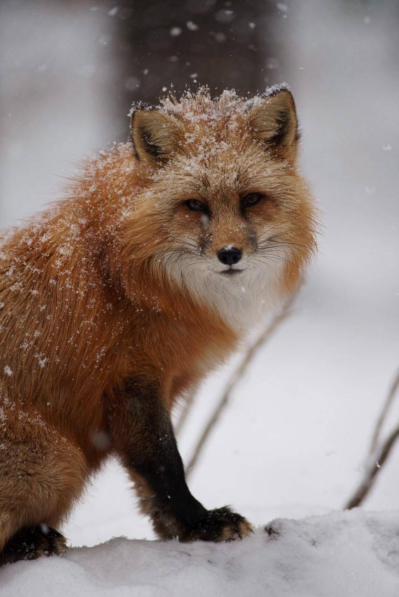 bearizona's tweet photo. Happy #tongueouttuesday from Cassidy, Stitch didn't want to be a part of it this week though. 🤷🏼‍♀️🦊 (📷 sco.t.jay on instagram) #bearizona #bearizonawildlifepark #bzwild #redfox #dramaticstare #snow https://t.co/98D63b0O5b
