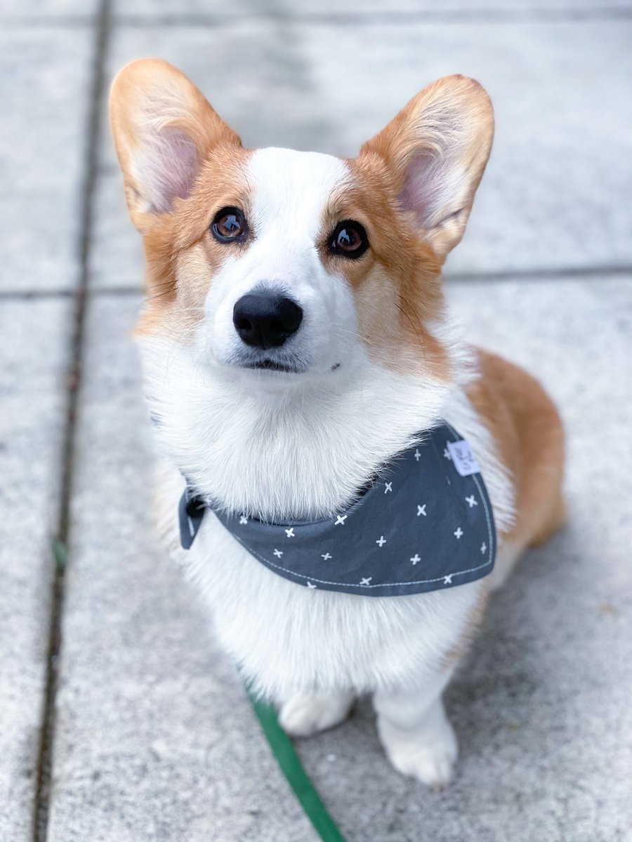 catibelle's tweet photo. @dog_rates this is lulu. she’s waiting very patiently for a puppuccino. https://t.co/gxEiZSRzSn