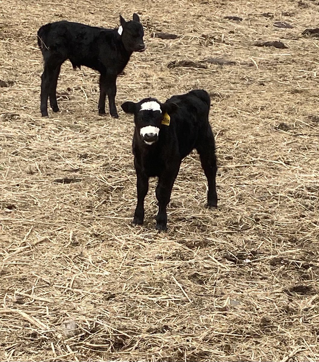 justhamilton1's tweet photo. I think we have a bandit on the loose!! https://t.co/2057AGXnrC