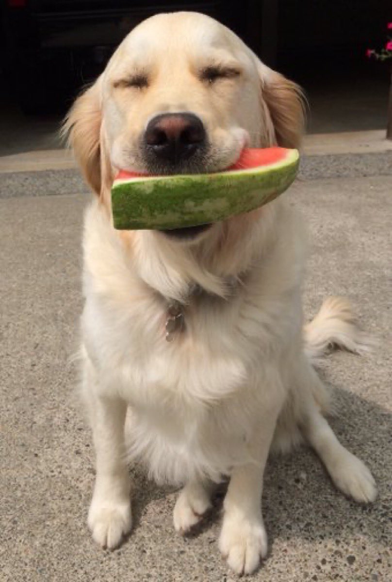 Thoughts of Dog tweet media