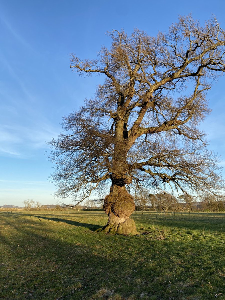 TRGScott's tweet photo. Old burred Oak enjoying the evening light with Wallace Monument and Stirling Castle in the background. #thicktrunktuesday #rsfs https://t.co/gMOpzWuyIZ