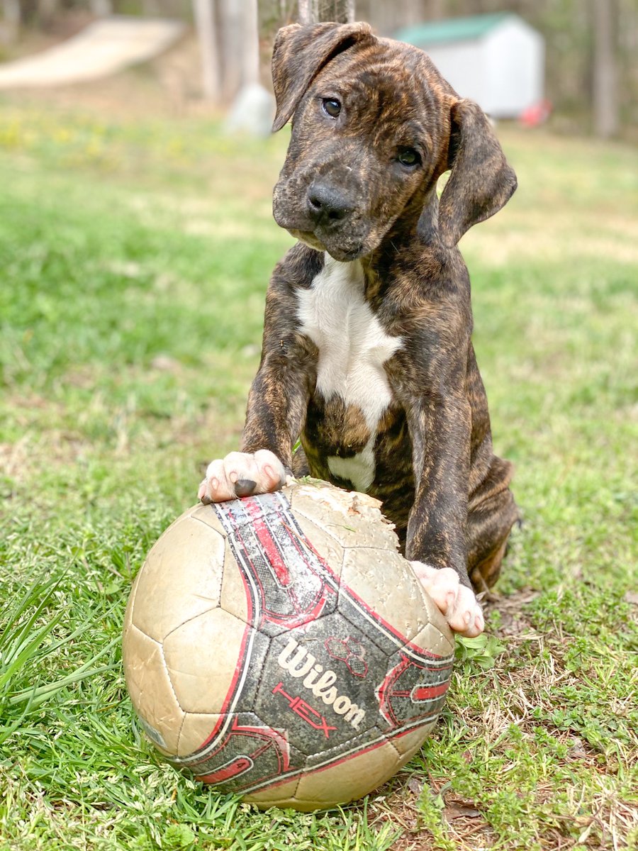 thisguychuck's tweet photo. Just getting ready for his shot to make the team. @wilsonsoccer #wilson #wilsonsoccerballs #pup #playtime #cutness #cutenessoverload https://t.co/TMEuILKSSR
