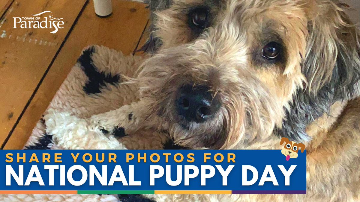 townofparadise's tweet photo. Happy National Puppy Day! Share photos of your fur babies in the comments below and use the hashtag #ParadisePuppies 🐶 https://t.co/1lzp6nYqCB