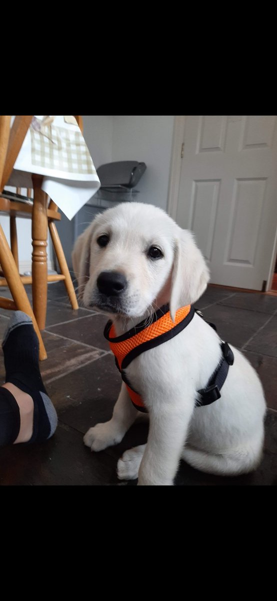 lisamc_4's tweet photo. @dog_rates Jesse 💙 https://t.co/cGyZcW0Q59