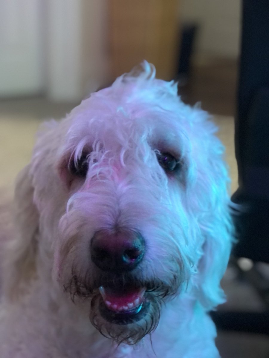 andoothekoolkid's tweet photo. #NationalPuppyDay my little floofers https://t.co/o7Qzap2lMs