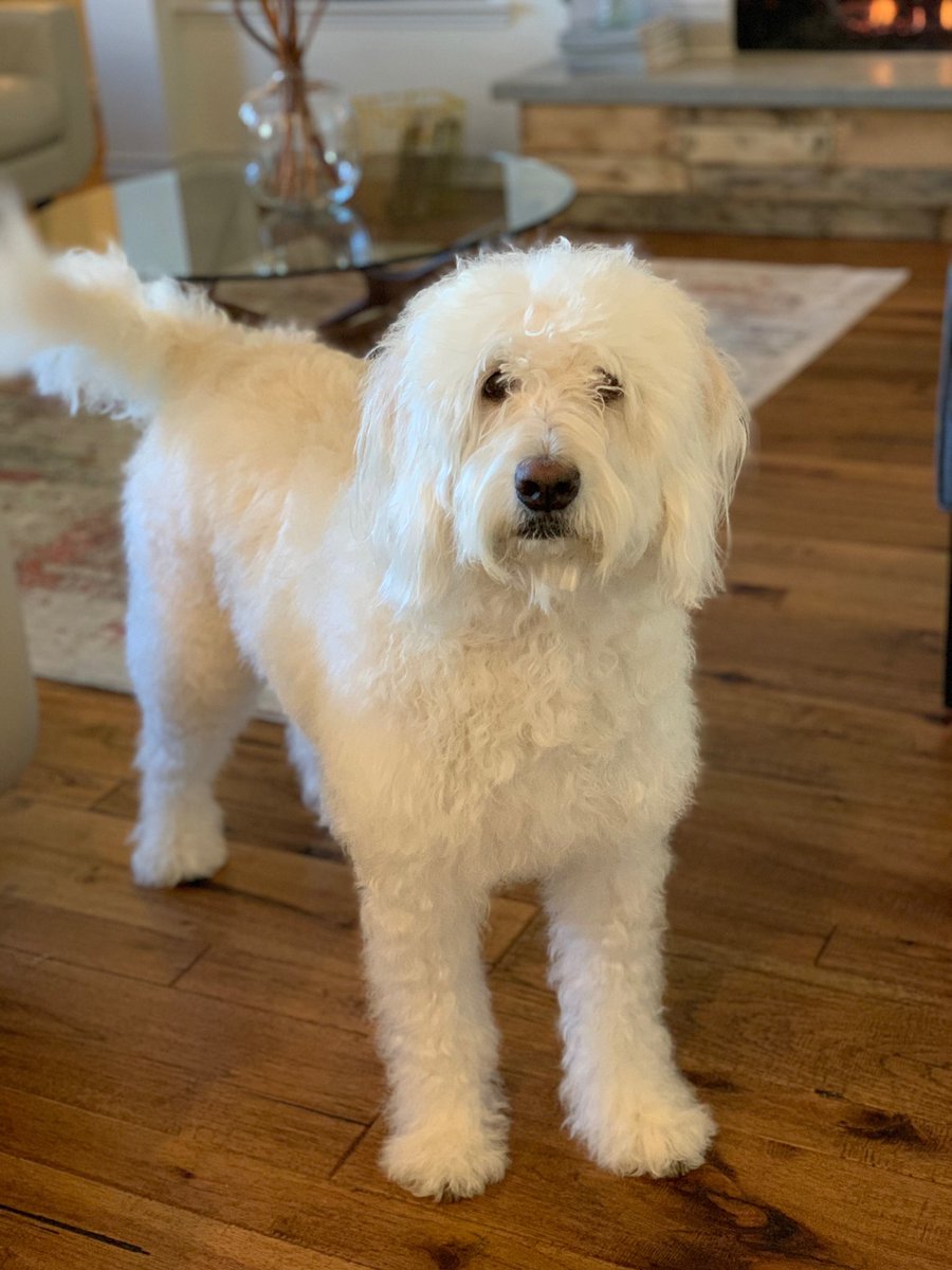 andoothekoolkid's tweet photo. #NationalPuppyDay my little floofers https://t.co/o7Qzap2lMs