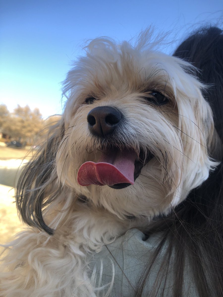andoothekoolkid's tweet photo. #NationalPuppyDay my little floofers https://t.co/o7Qzap2lMs