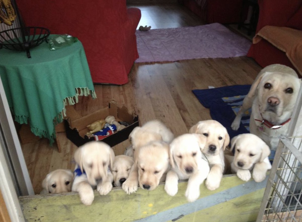NicNic711's tweet photo. National puppy day #berudenotto #summerGSDxMali #bensonLab https://t.co/2FarpK8FrC