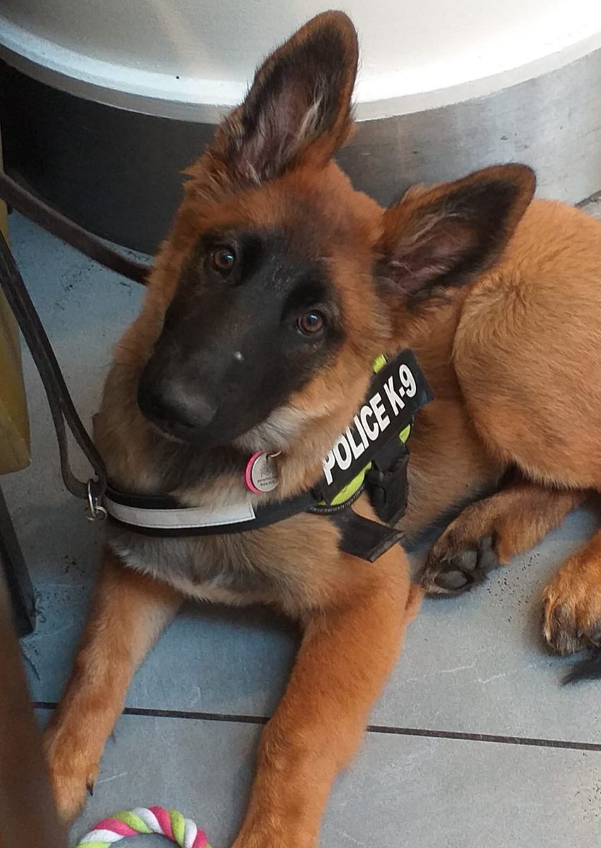 NicNic711's tweet photo. National puppy day #berudenotto #summerGSDxMali #bensonLab https://t.co/2FarpK8FrC
