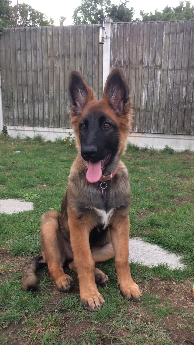 NicNic711's tweet photo. National puppy day #berudenotto #summerGSDxMali #bensonLab https://t.co/2FarpK8FrC