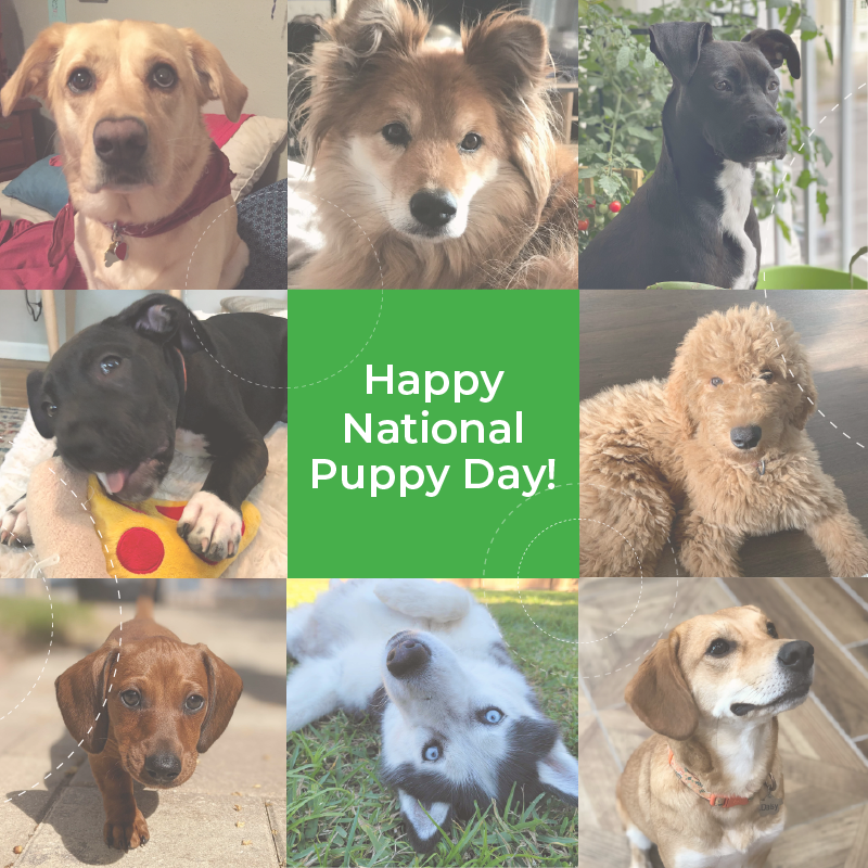 Did you know that the FieldEdge Family includes many canine members? Happy #NationalPuppyDay to all of our favorite furry coworkers 🐶