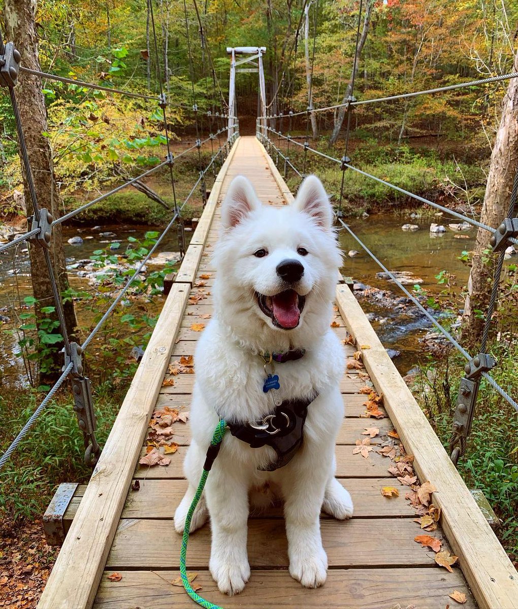 DurhamNC's tweet photo. We've got some very cute puppies here in Durham 🐶 #NationalPuppyDay https://t.co/9iChkyRlxF