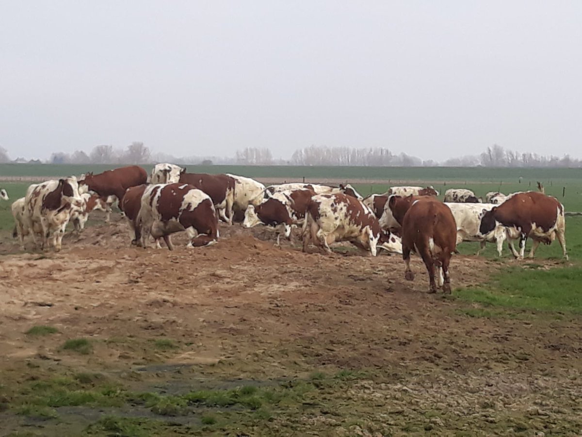 philomenasmits's tweet photo. Spring is in the air ๐ฅ Ze mogen weer naar buiten; eerst dollen in t zand. ๐#blijindewei #mrij #nietomdathetmoet #maaromdathetkan met ๐ฆ๐ง https://t.co/tVal5xsRwz
