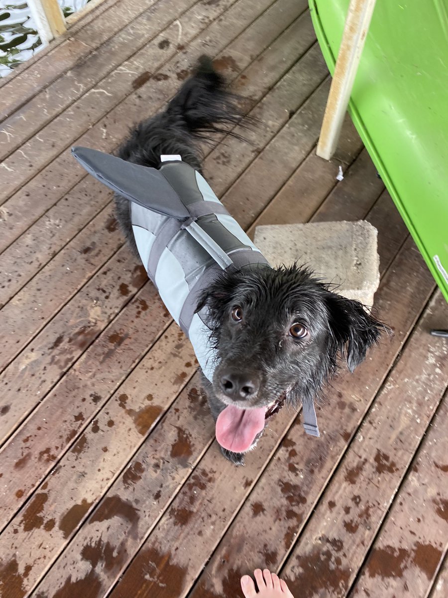 ragona25's tweet photo. @dog_rates https://t.co/xHOOF5PY2X
