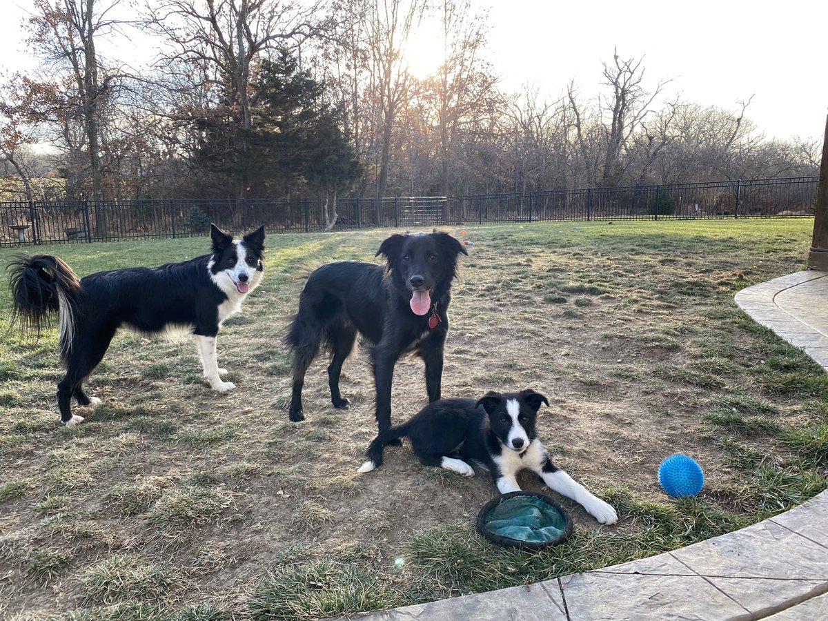 ragona25's tweet photo. @dog_rates https://t.co/xHOOF5PY2X