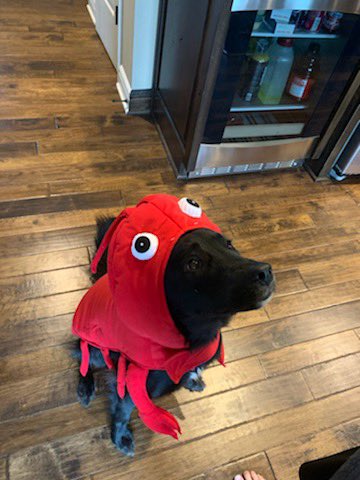 ragona25's tweet photo. @dog_rates https://t.co/xHOOF5PY2X