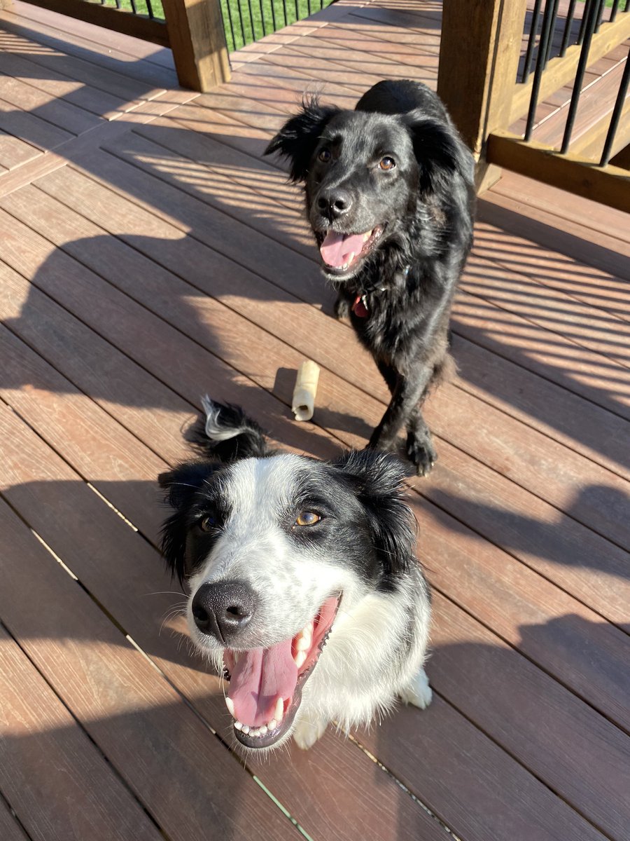 ragona25's tweet photo. @dog_rates https://t.co/xHOOF5PY2X